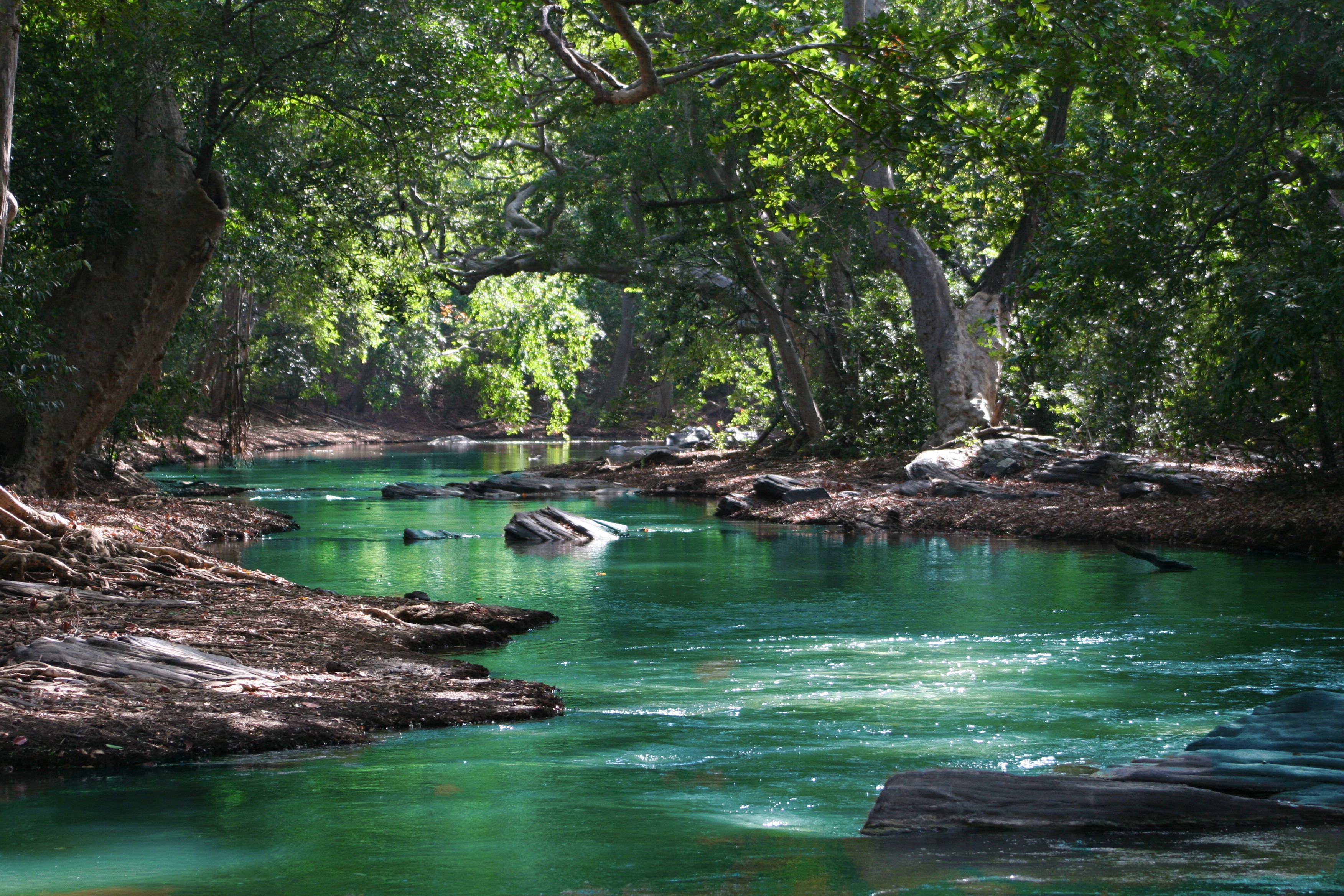 Body of water between green leaf trees 709552