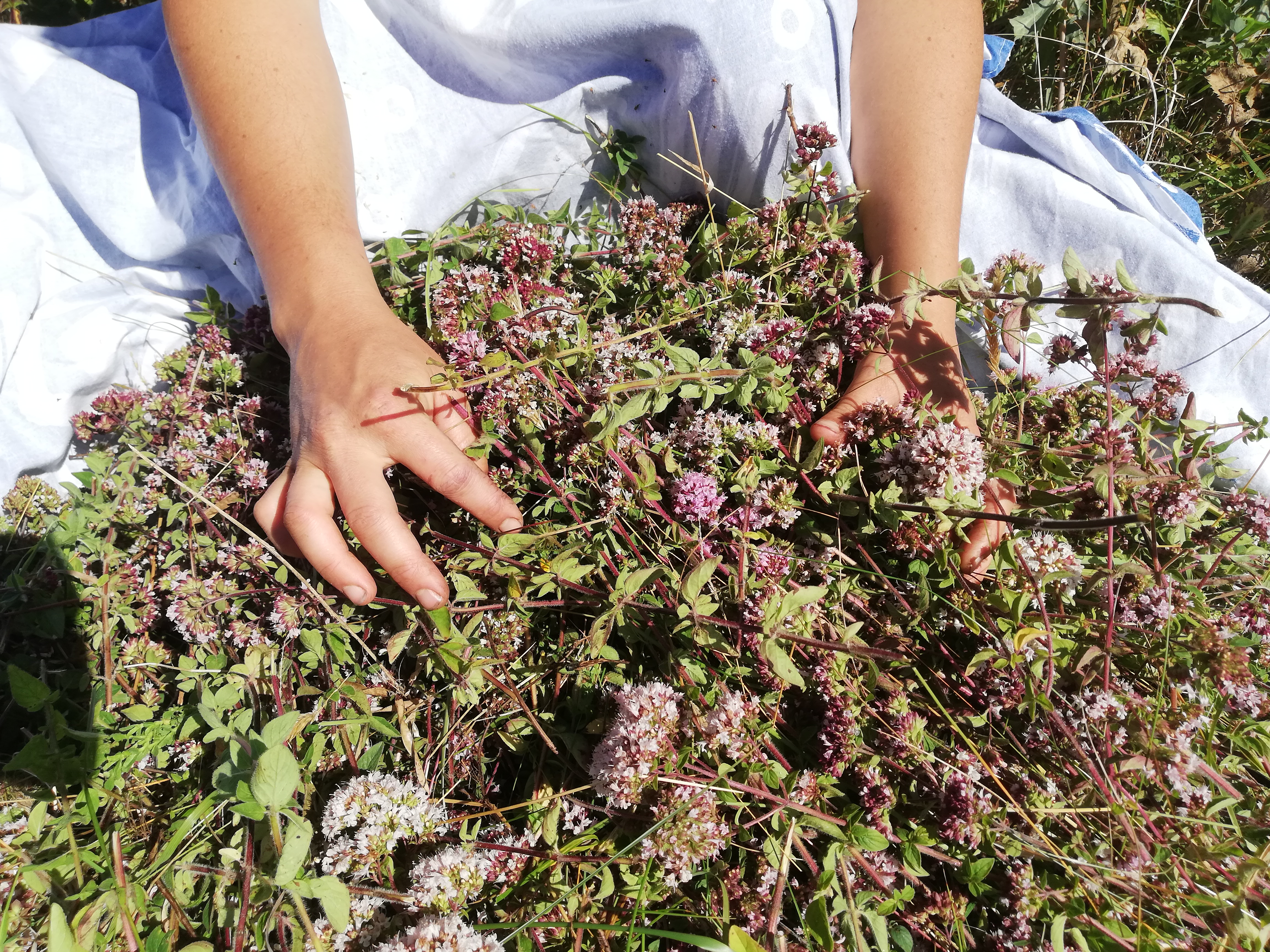 florinum,plantes médicinales,eaux florales,hydrolats,plouguerneau,finistère,bretagne 1