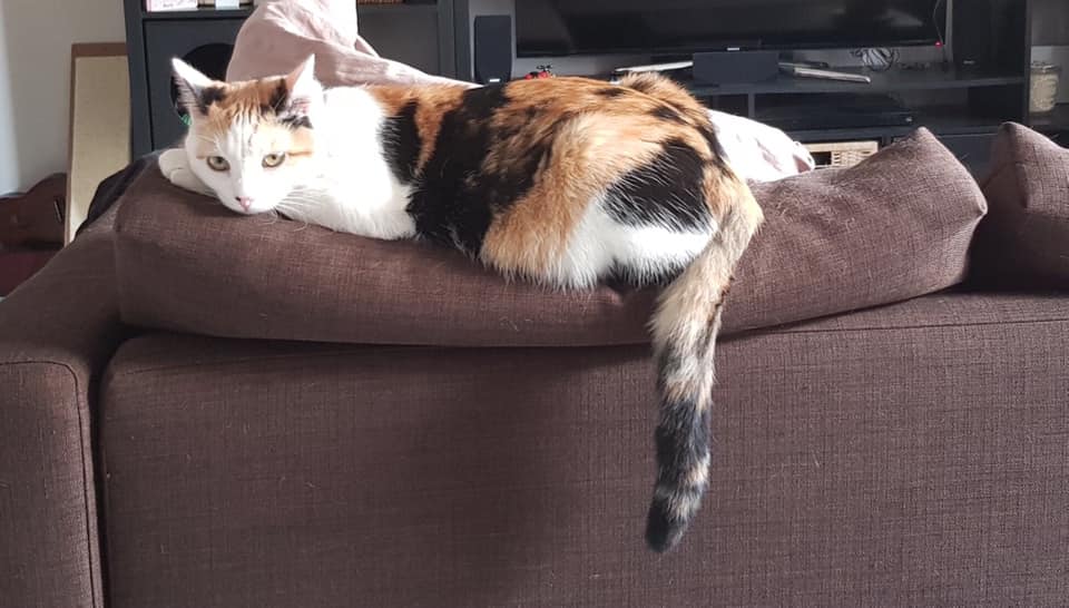 72070526 2493758774049732 705984811193335808 n