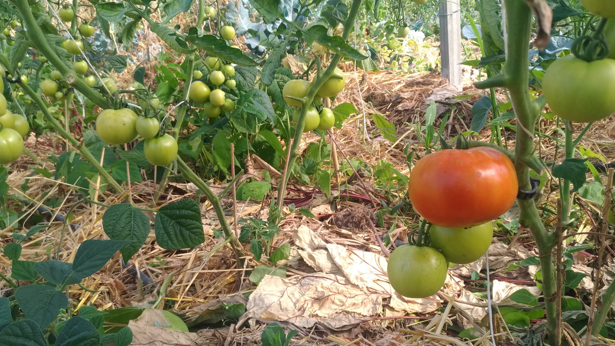 Plants tomates