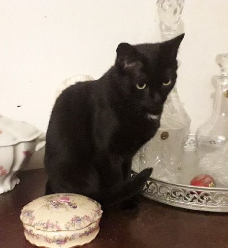 Pussycat 4 
