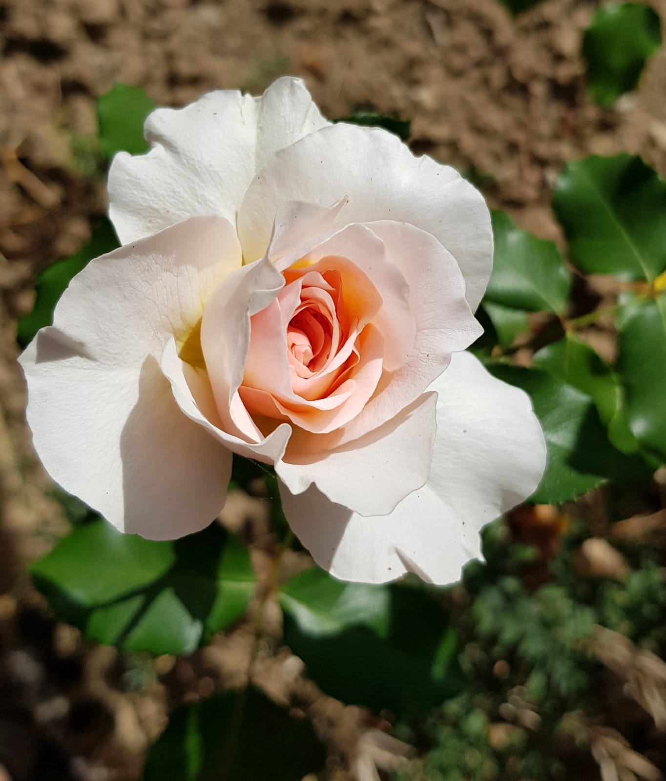 Img 20190915 wa0012