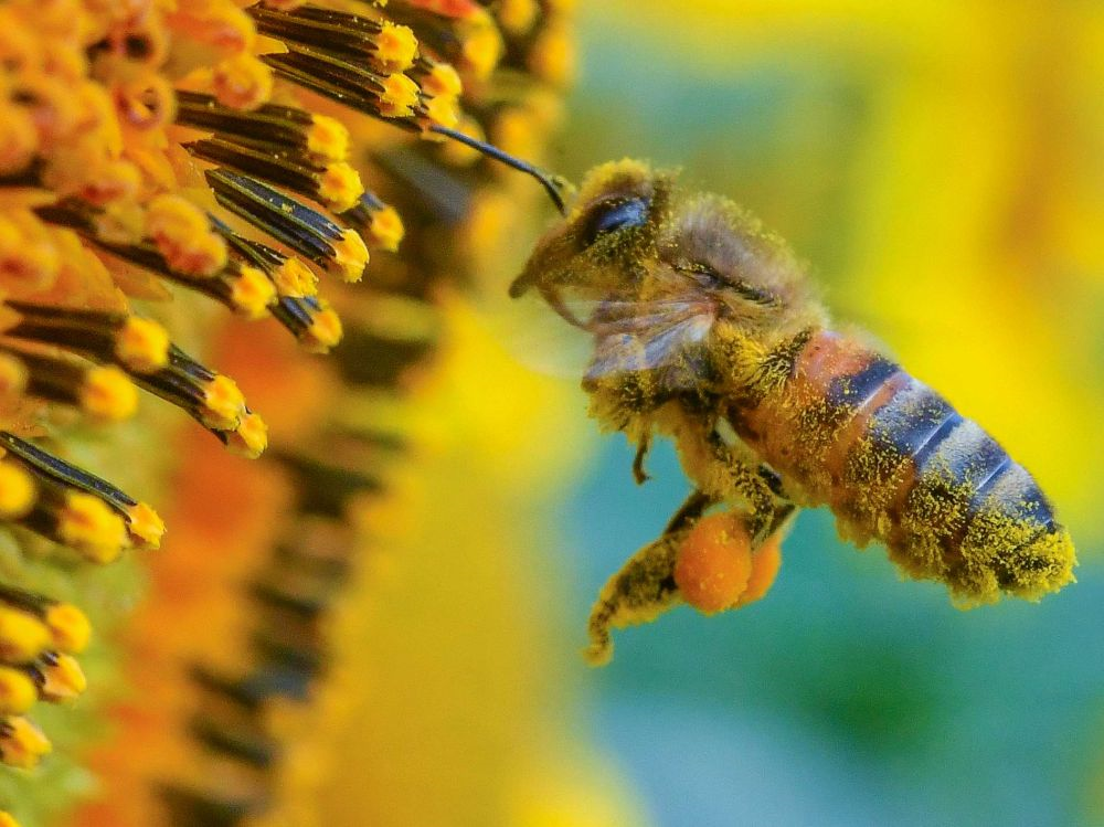 Abeille-Pollen