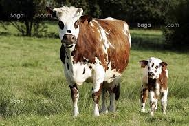 Vache-et-veau