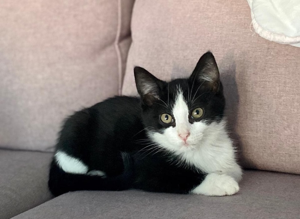 Figaro fa corinne