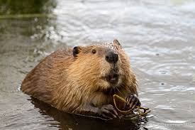 Castor