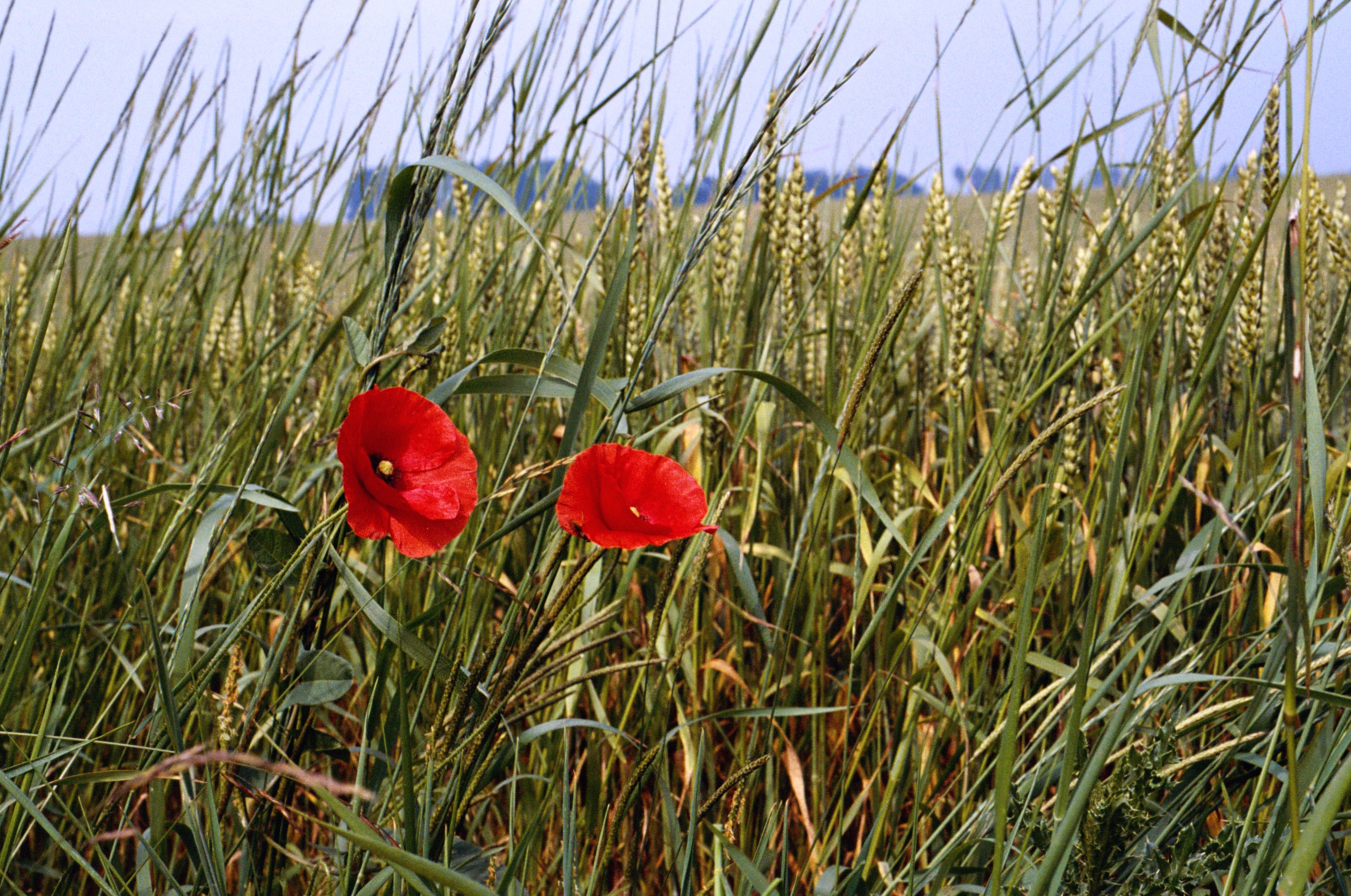 Ble-et-coquelicots