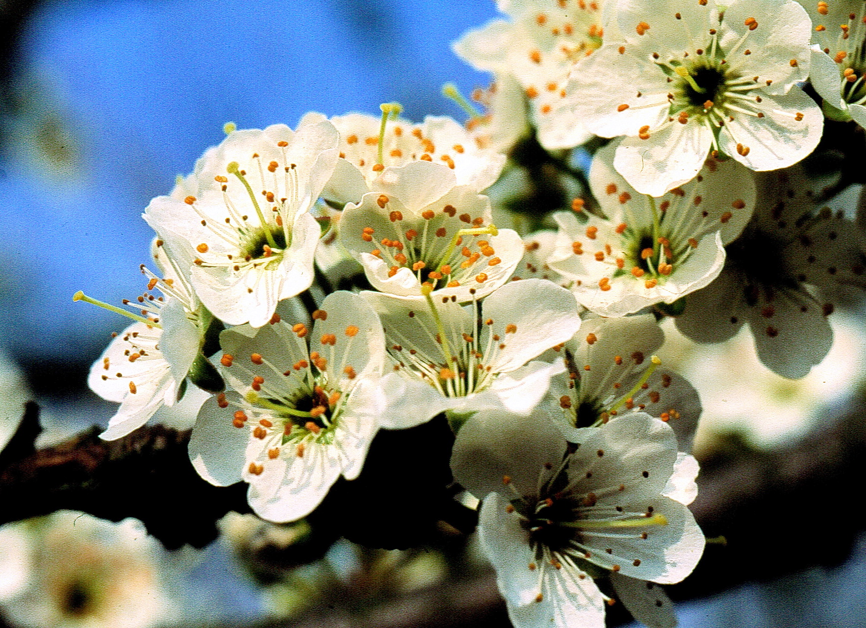 Fleurs-pommier