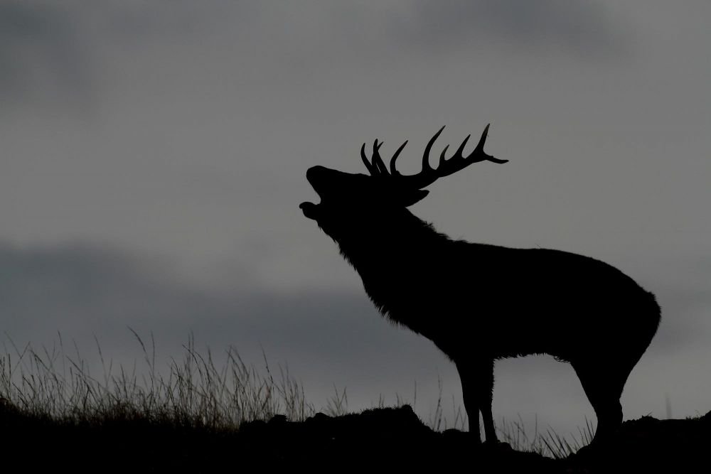 Brame-du-cerf