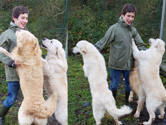 Thomas et golden
