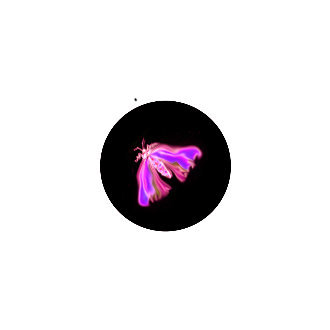 Insecte 1