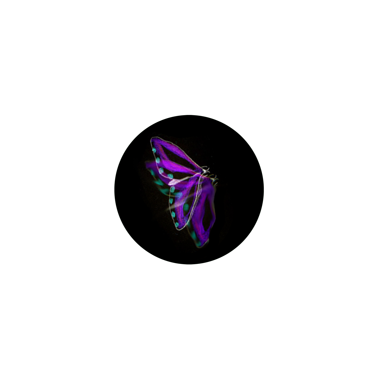 Insecte 3