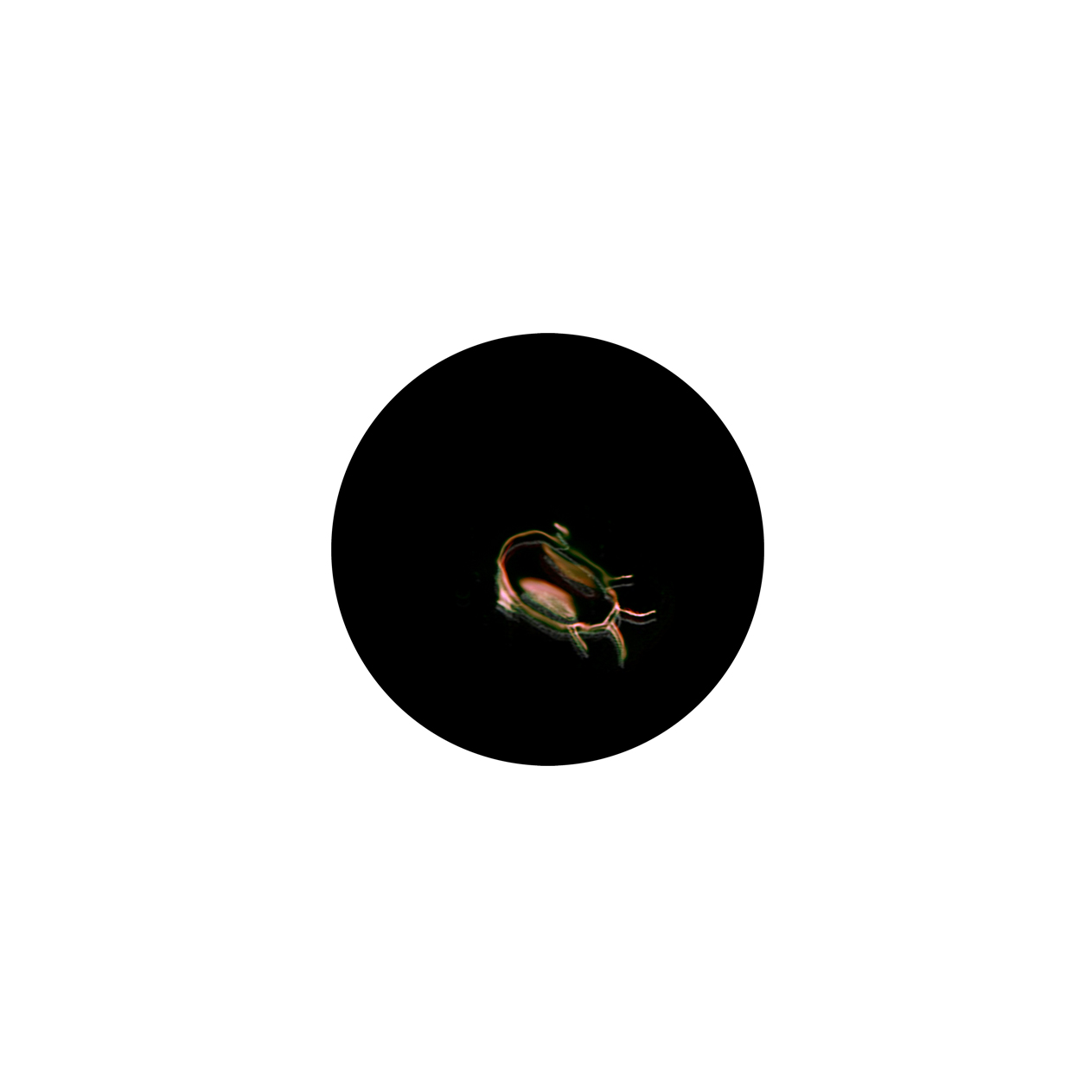 Insecte 5