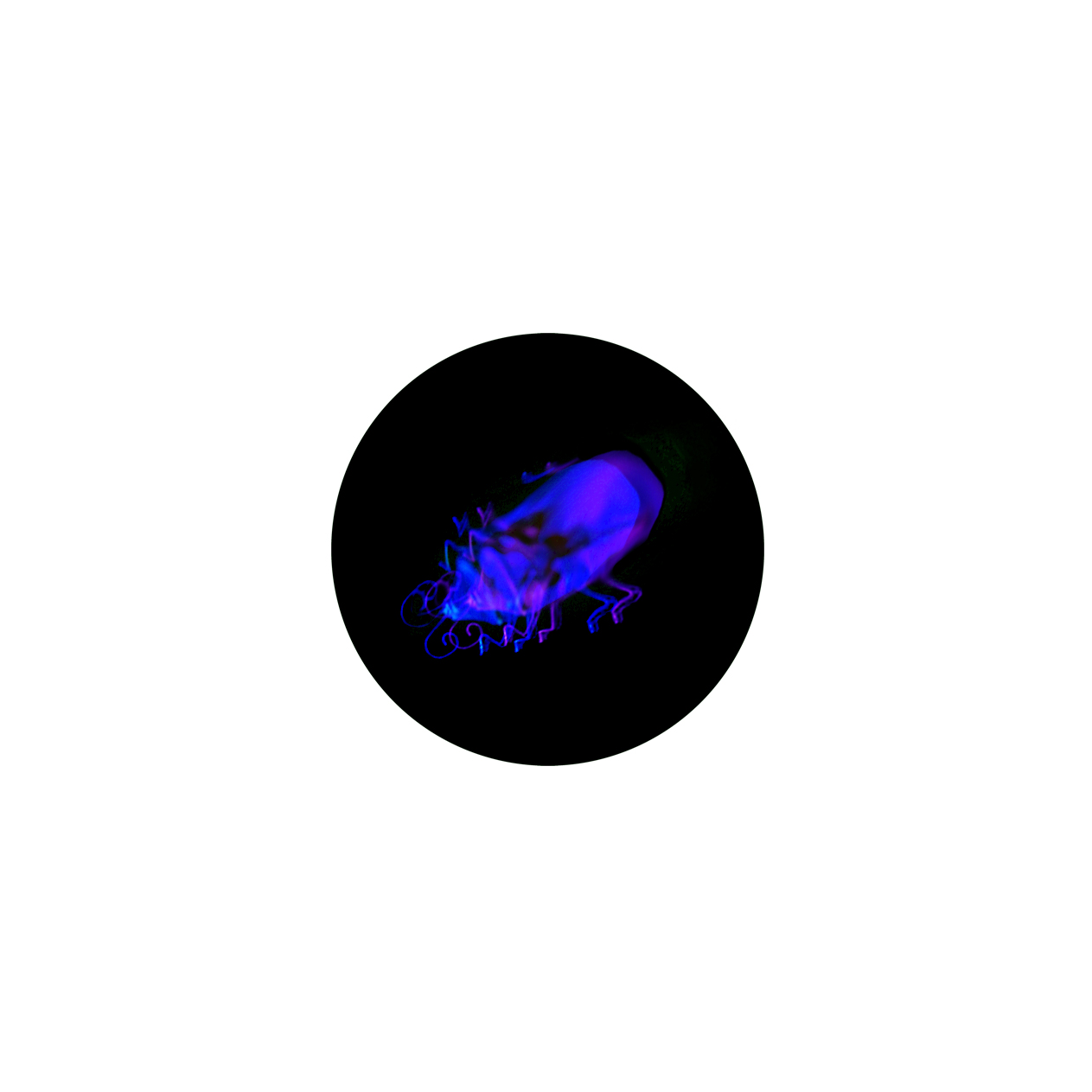 Insecte 6