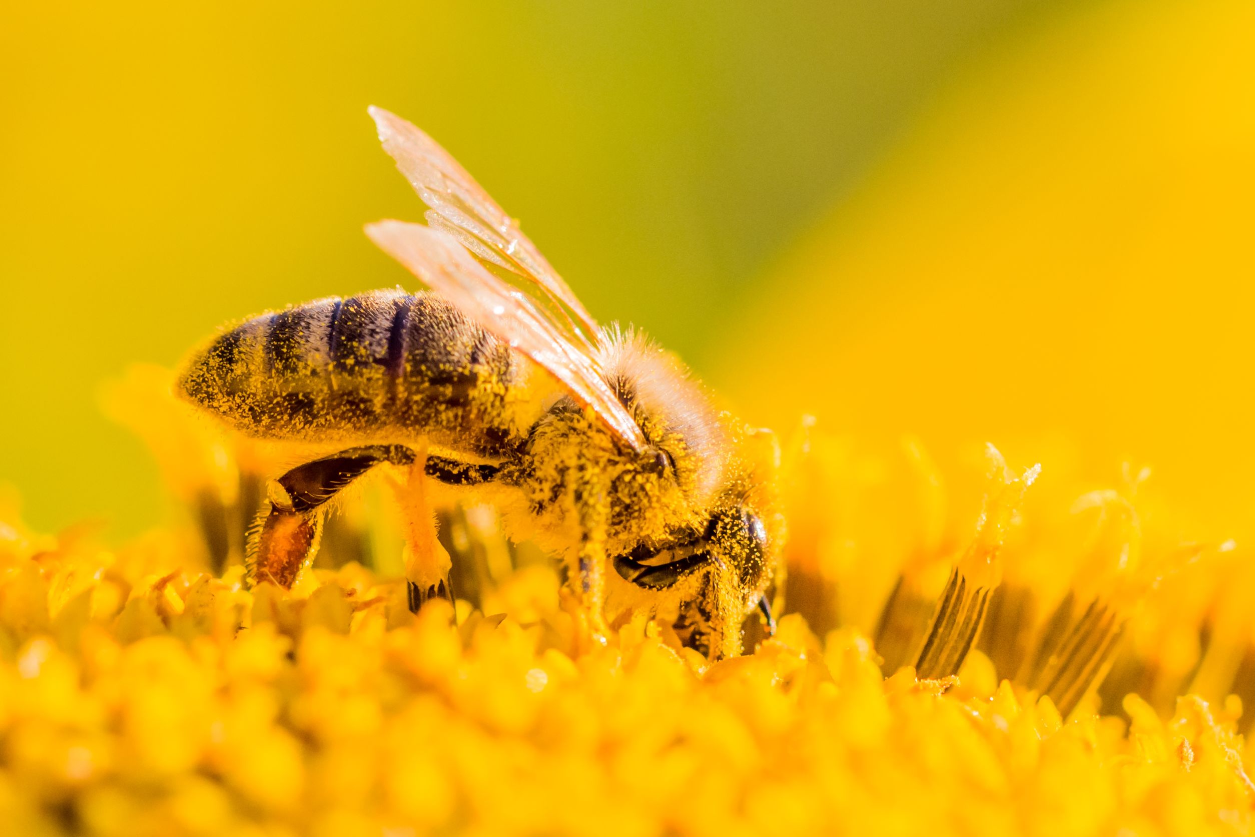 Abeille pollen