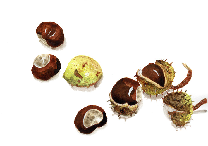 Etude marrons