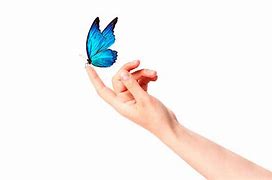 Papillon-4