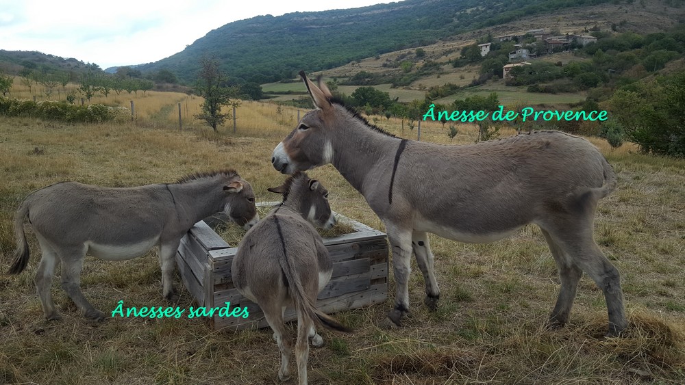 Anesses sard anes 