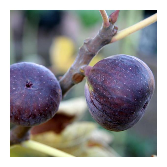 Figuier ronde de bordeaux