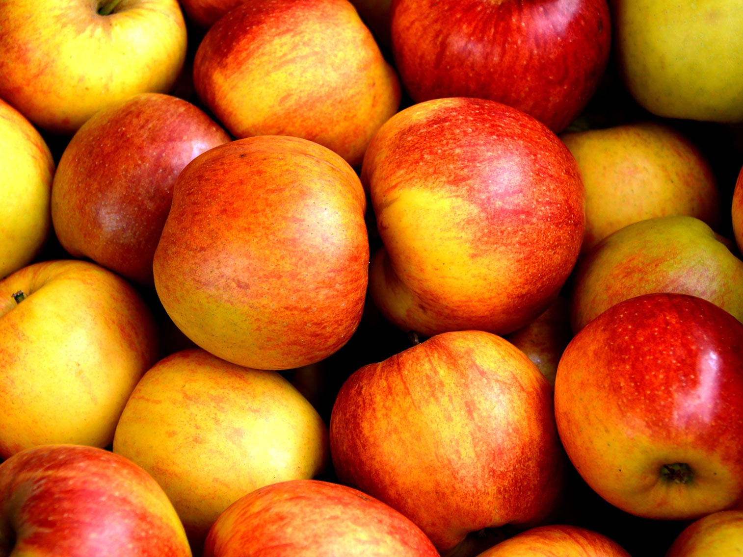 Tout savoir sur pommes braeburn