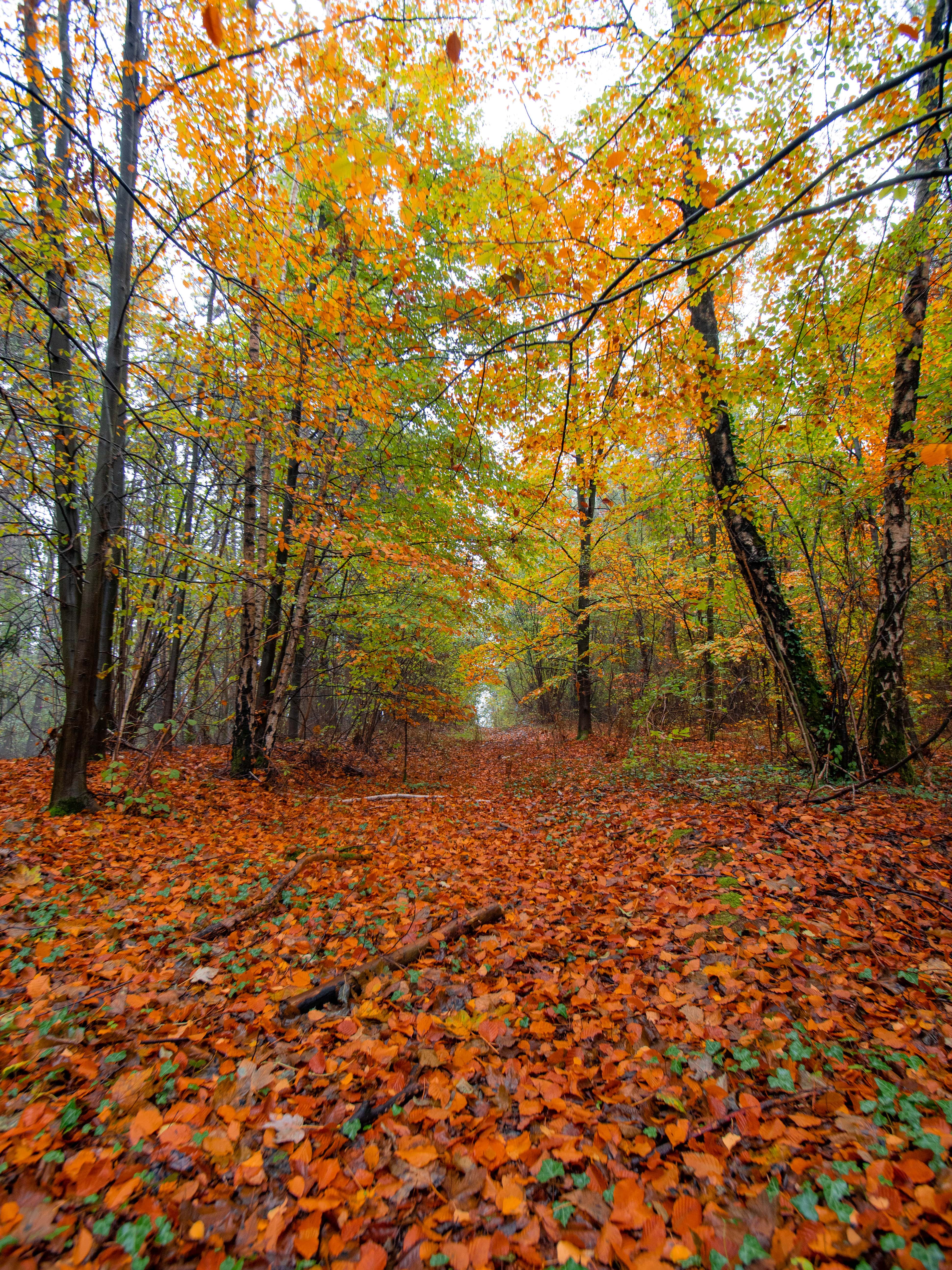 Foret-de-Retz-7-min