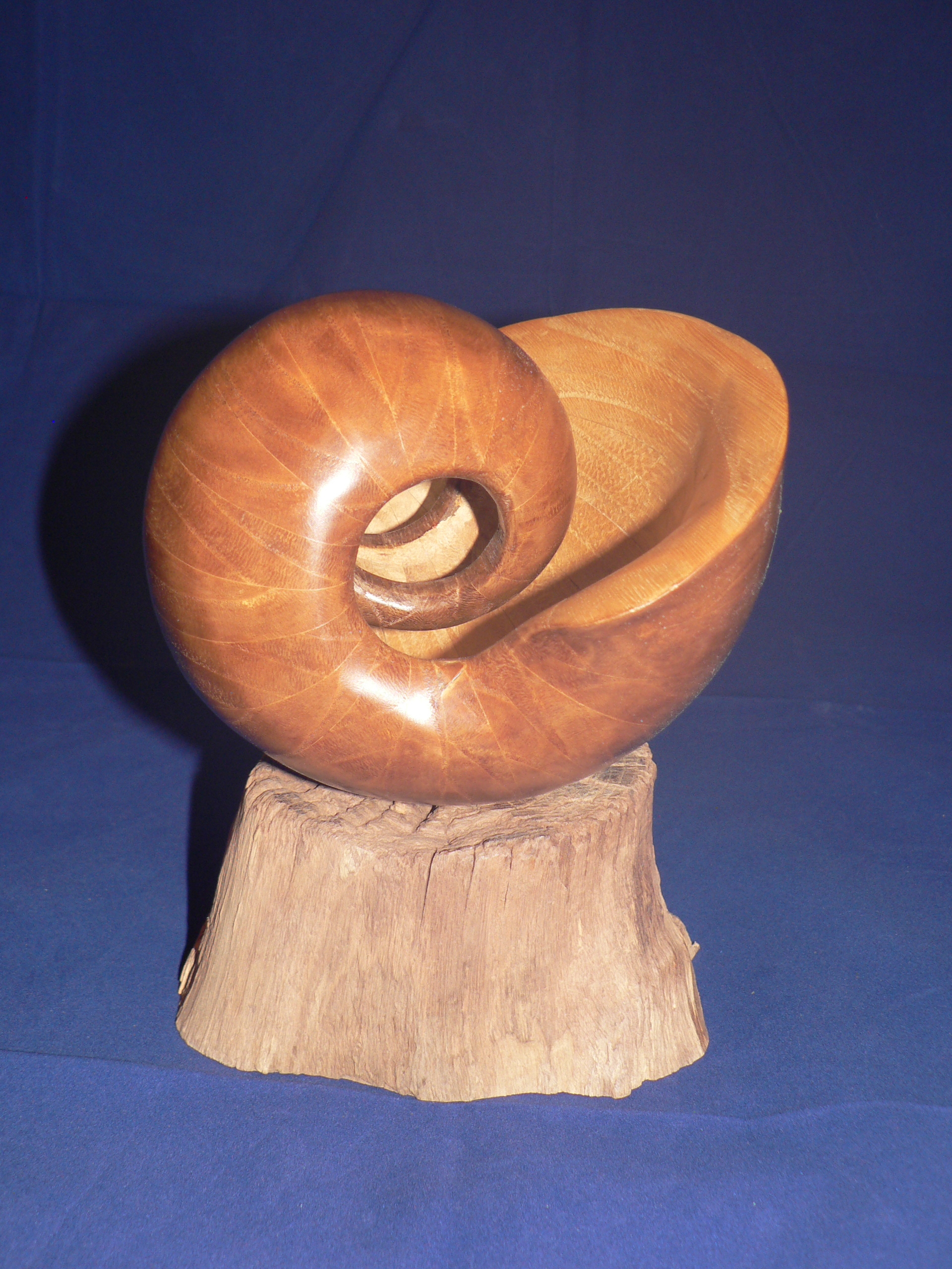 Coquille en chataignier 1 