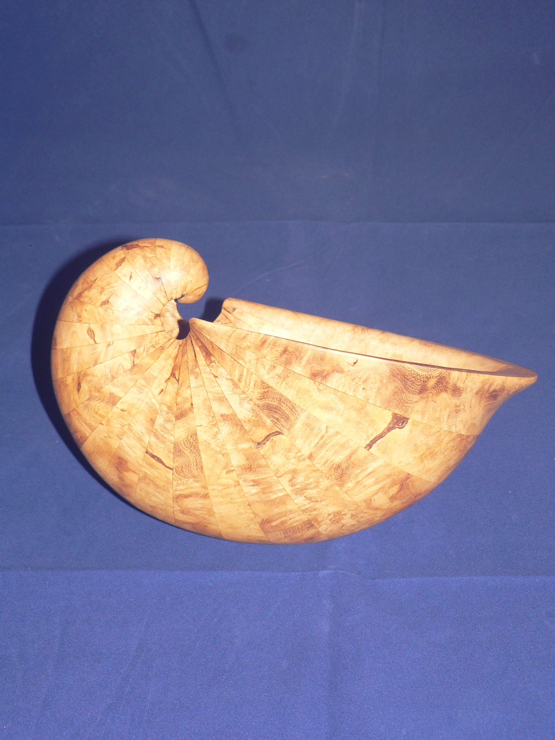 Coquille loupe accacia