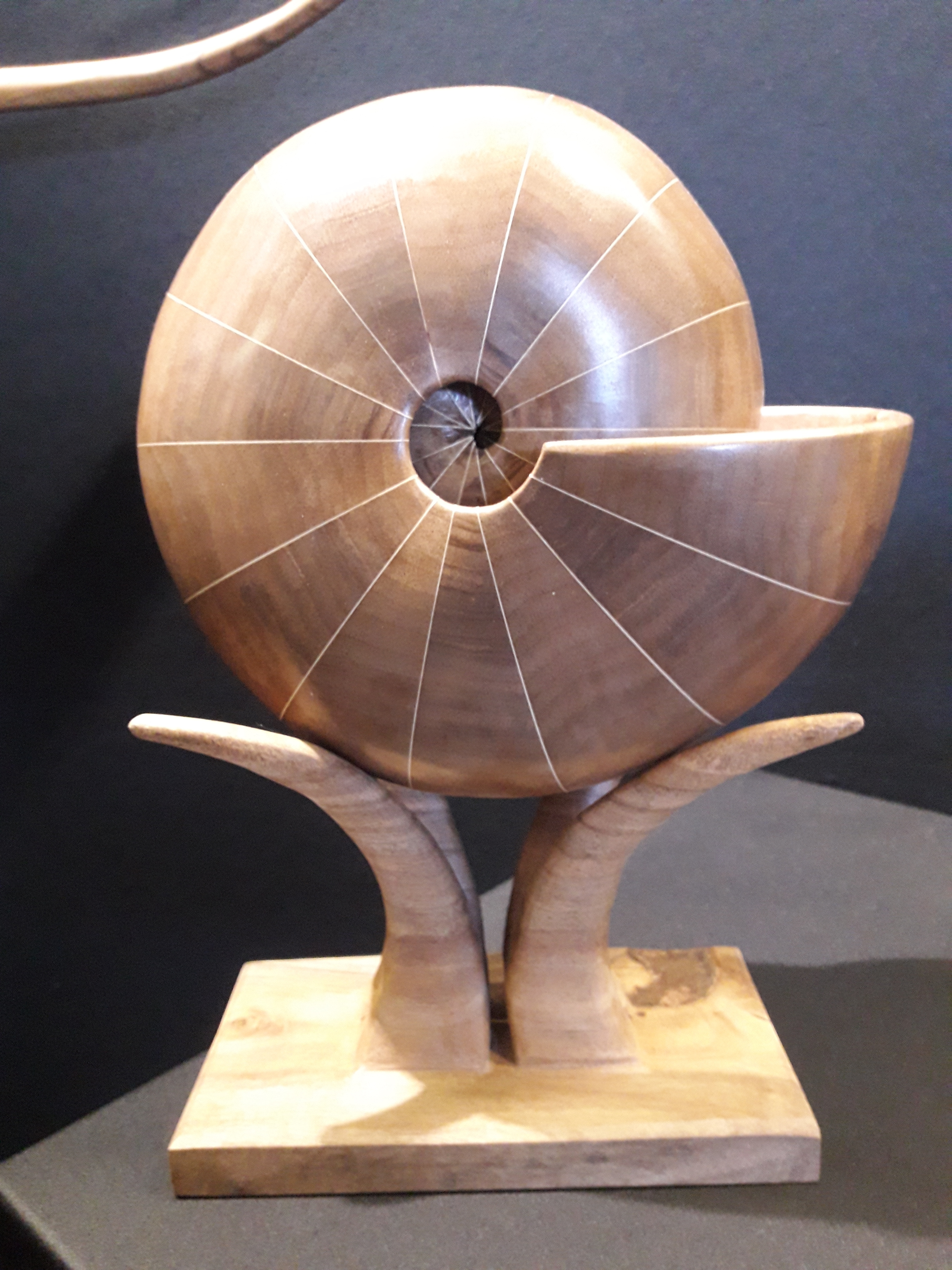 Coquille noyer