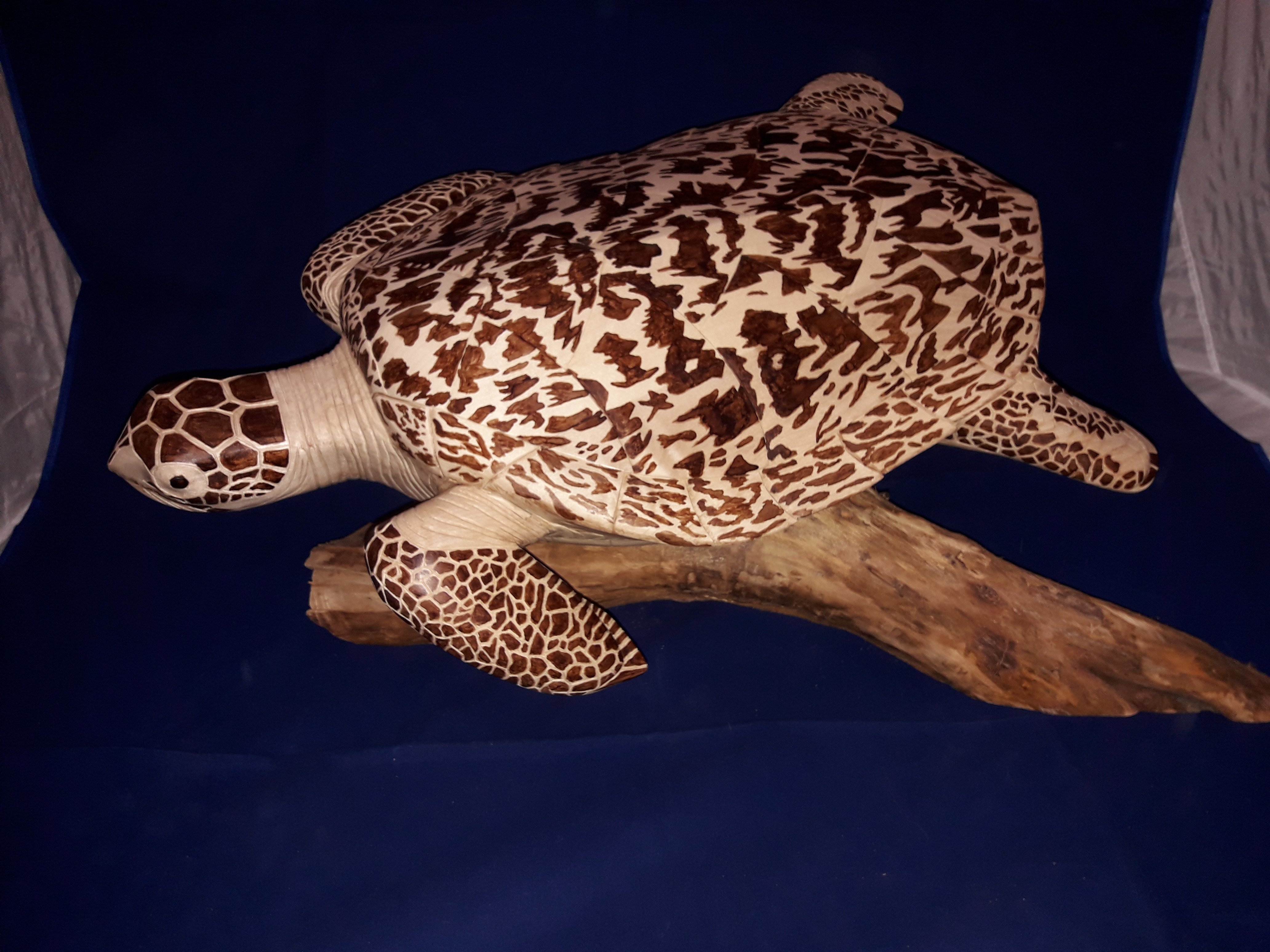 Tortue imbriquee