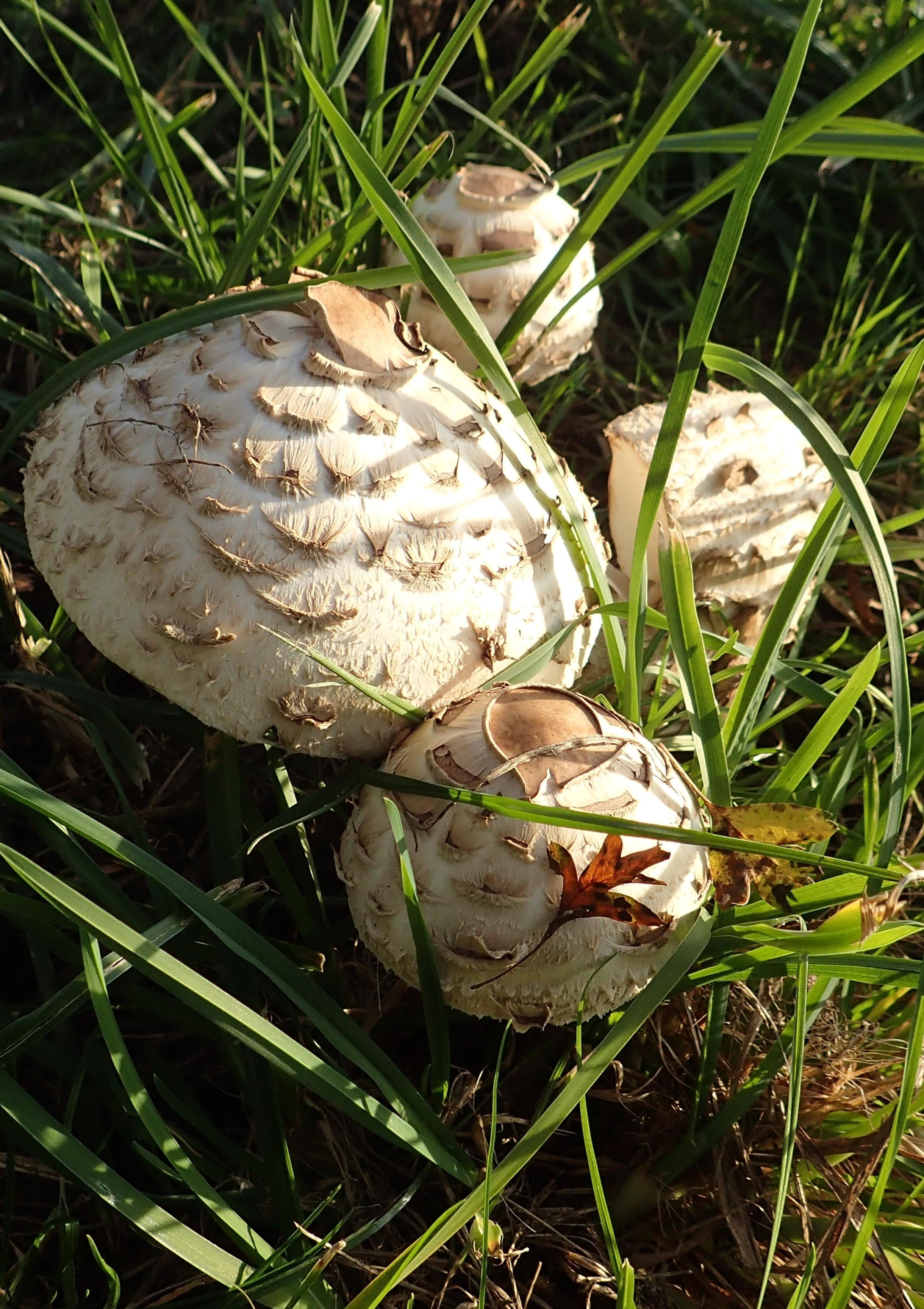 Sortie-champignons-sorbais-MHMerouze-6-min