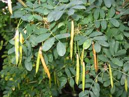 Caragana
