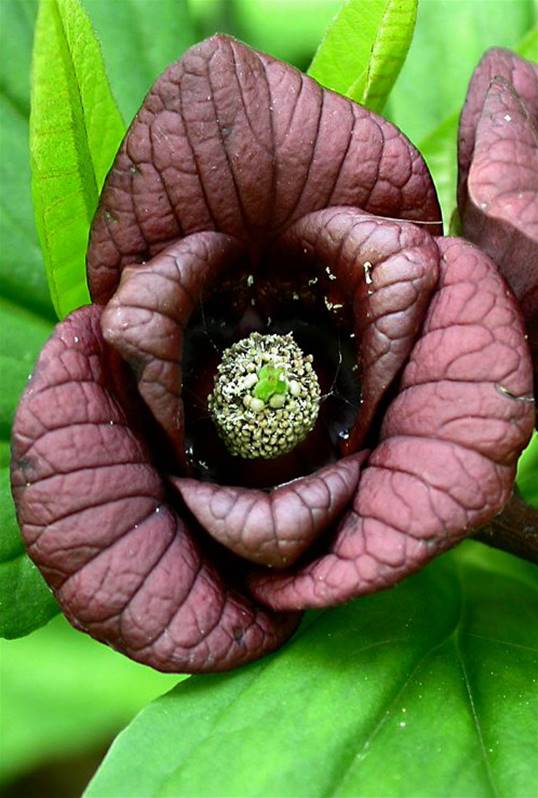 Asiminier fleur
