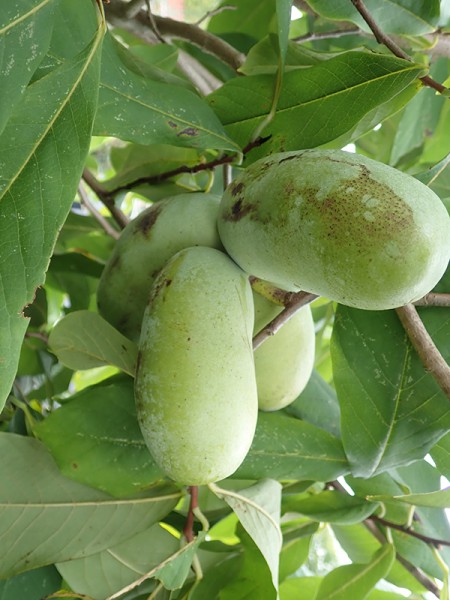 Asiminier3