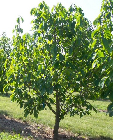 Asiminier arbre