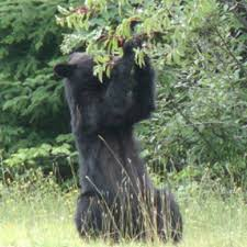 Ours
