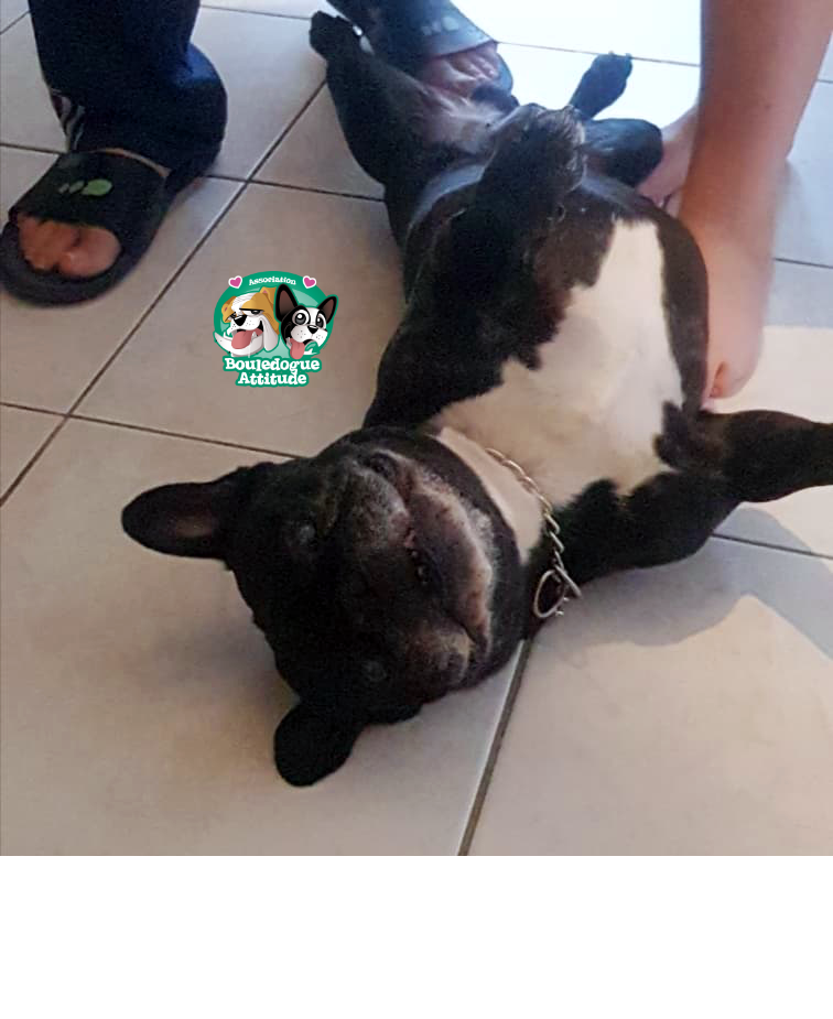 Guizmo