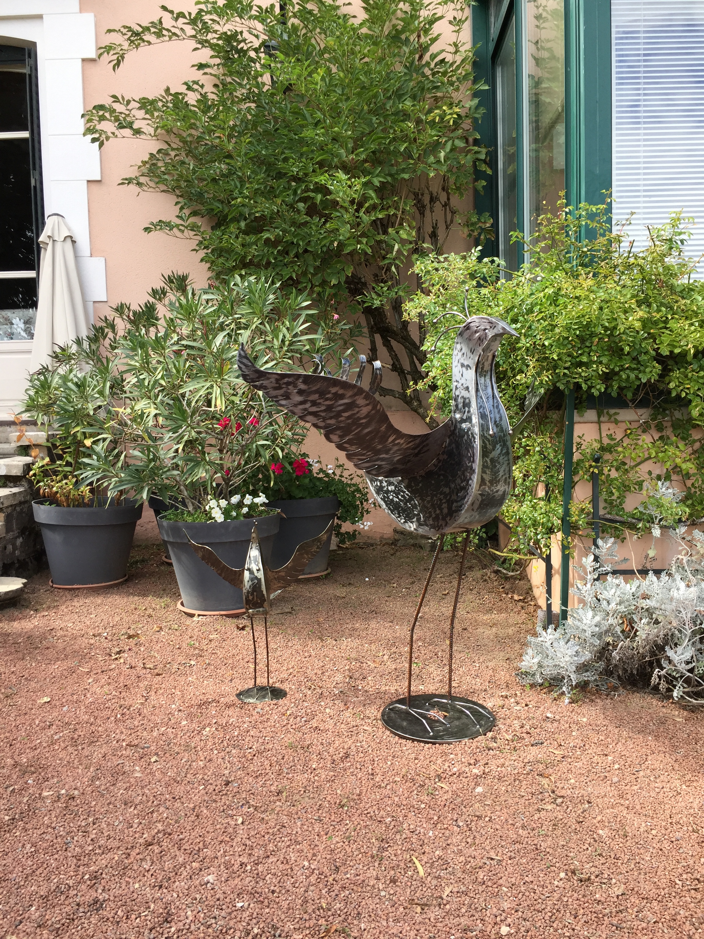 Coq de bruyere 7