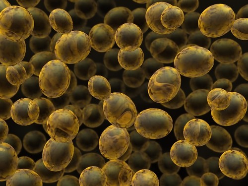 Yeast