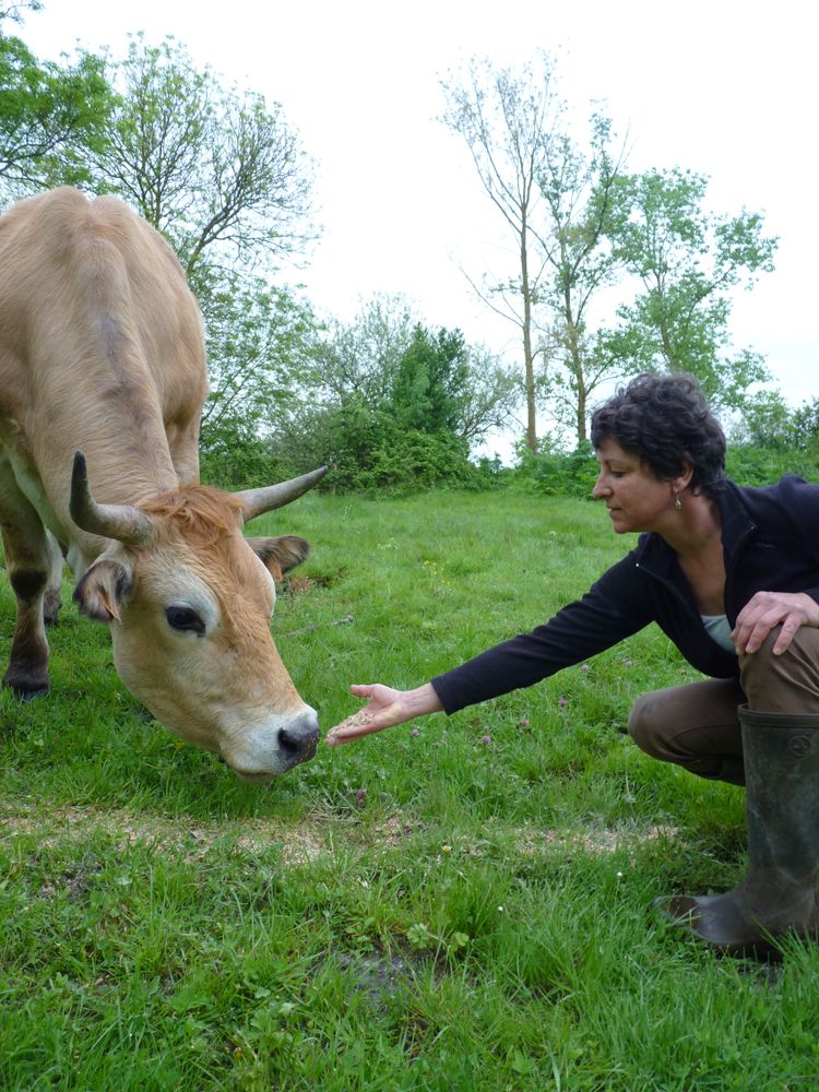 élevage bovin bio en Vendée