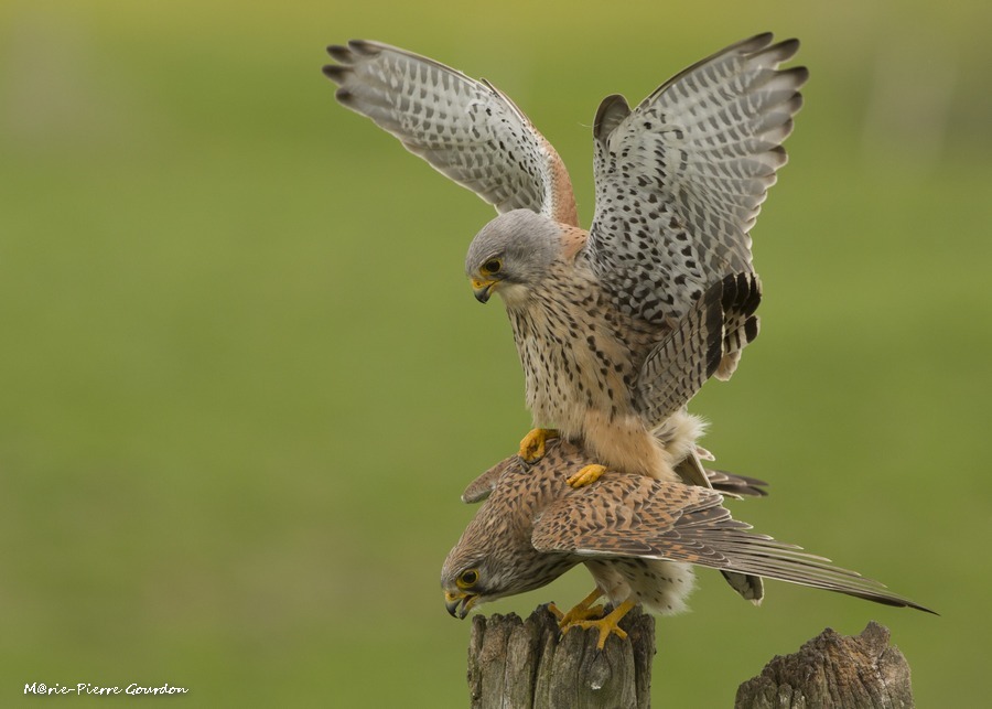 Affût ornithologique en Vendée, de faucon crécerelle, cigogne blanche et chouette effraie.