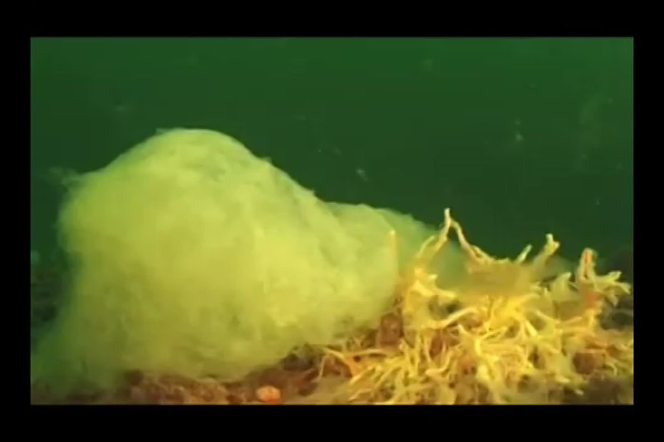 Pollution : les pêcheurs basques et l'assainissement collectif 
