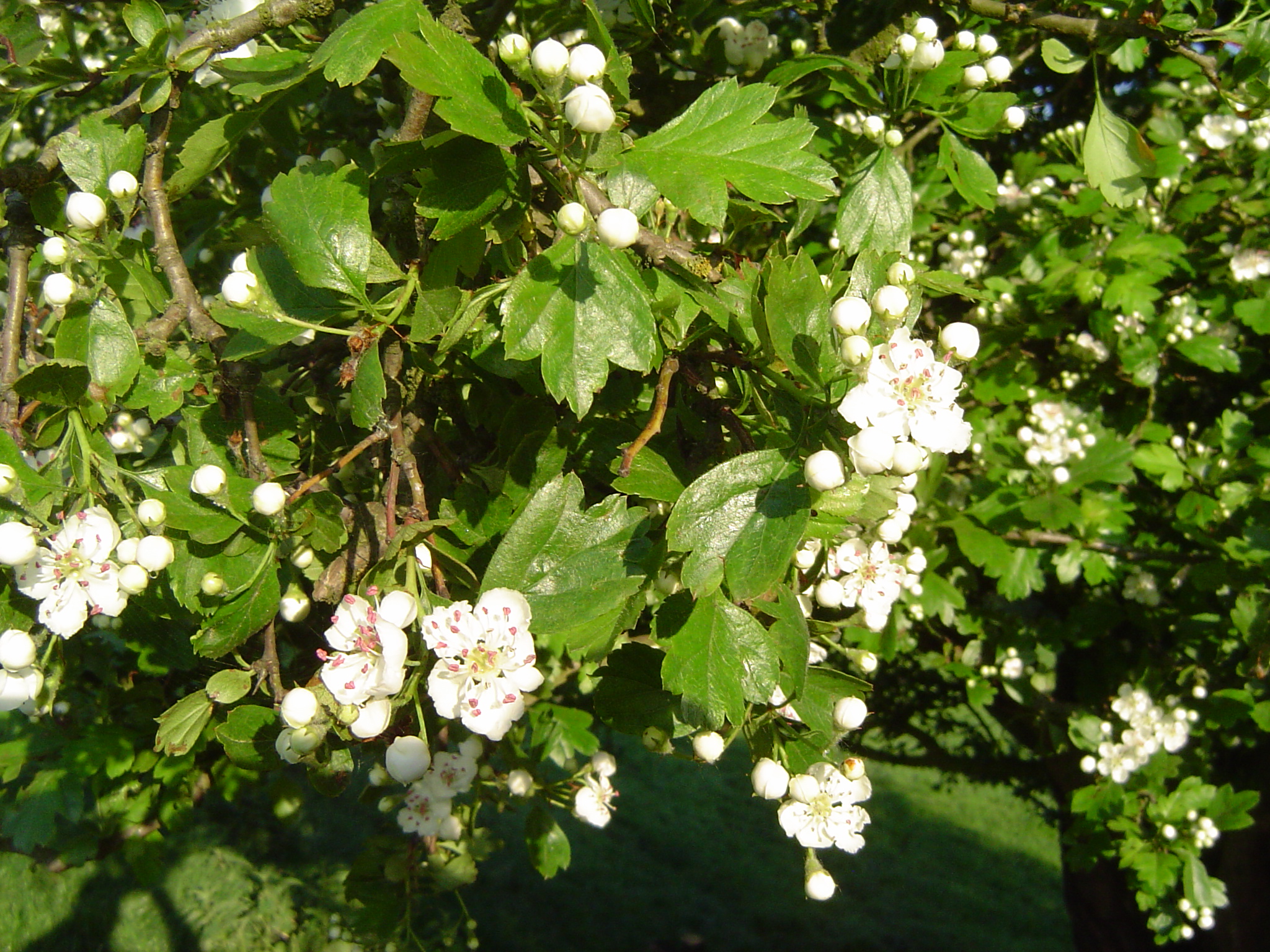 DSC01939
