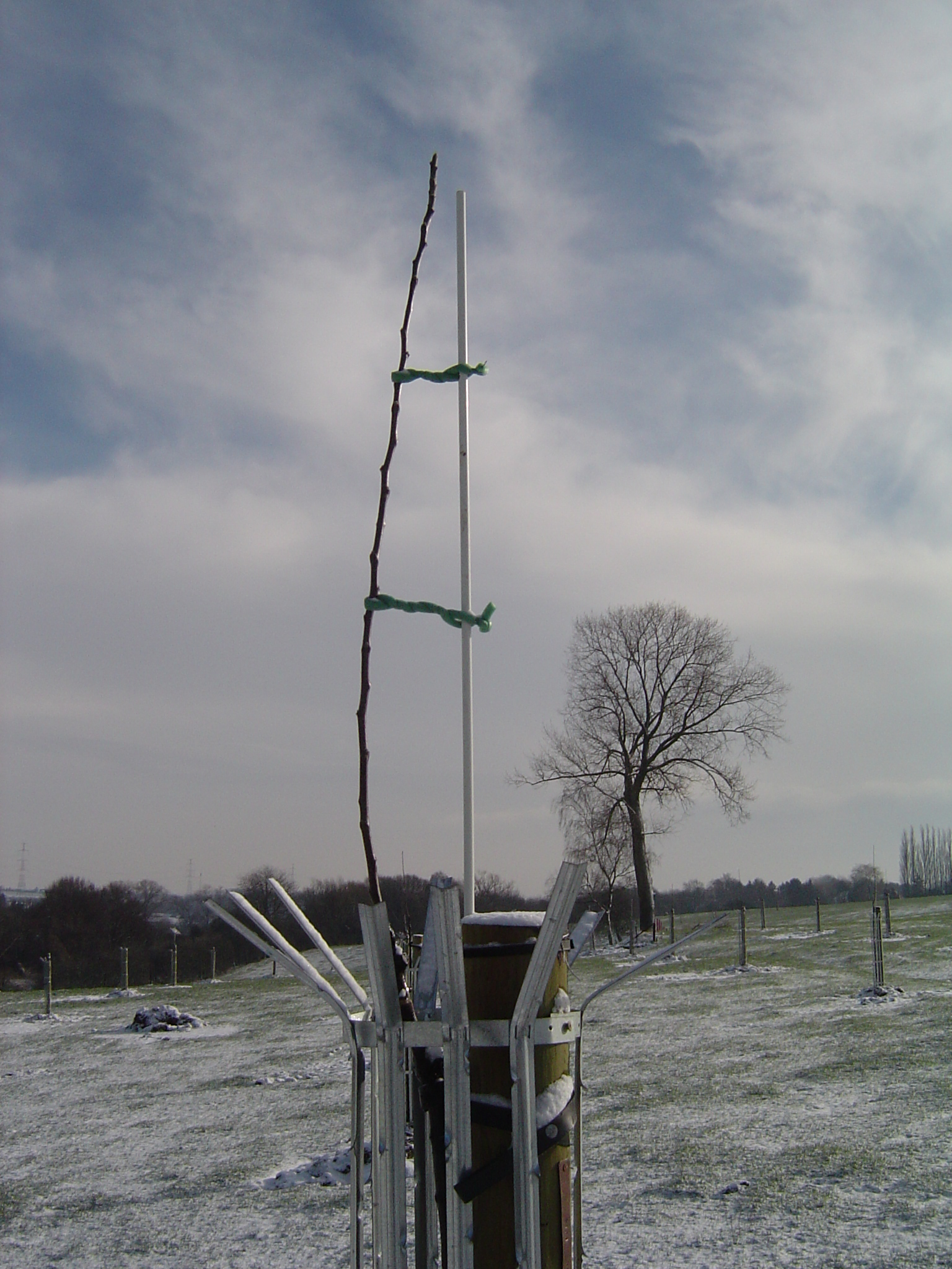 Verger28fev-009