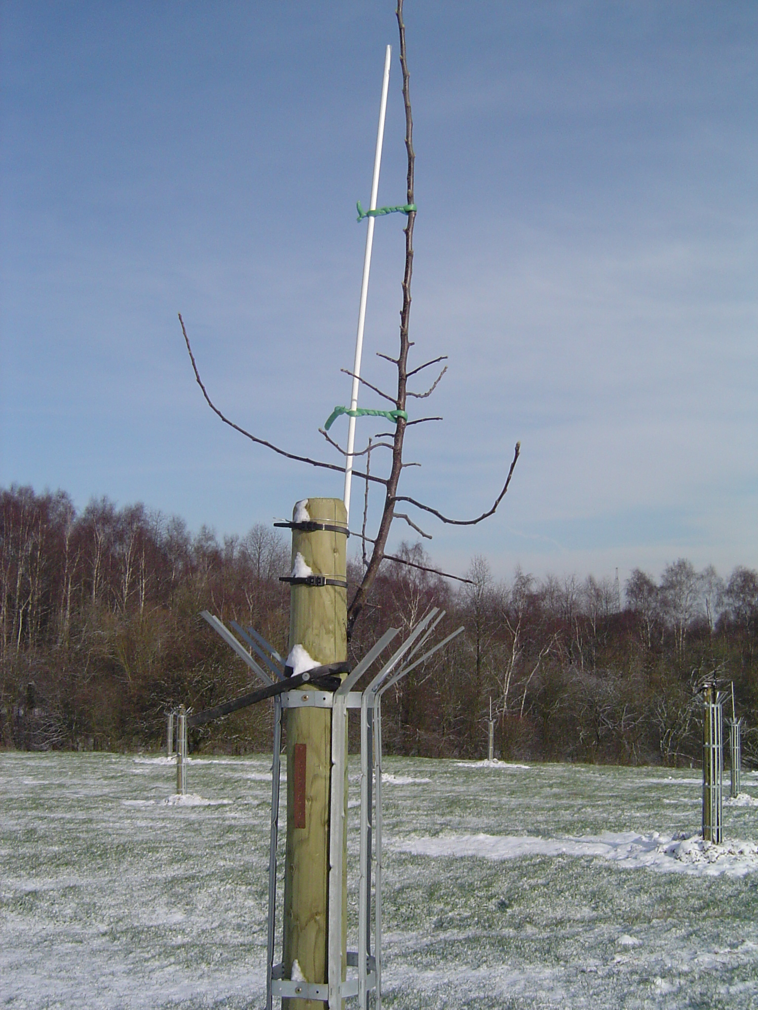 Verger28fev-015