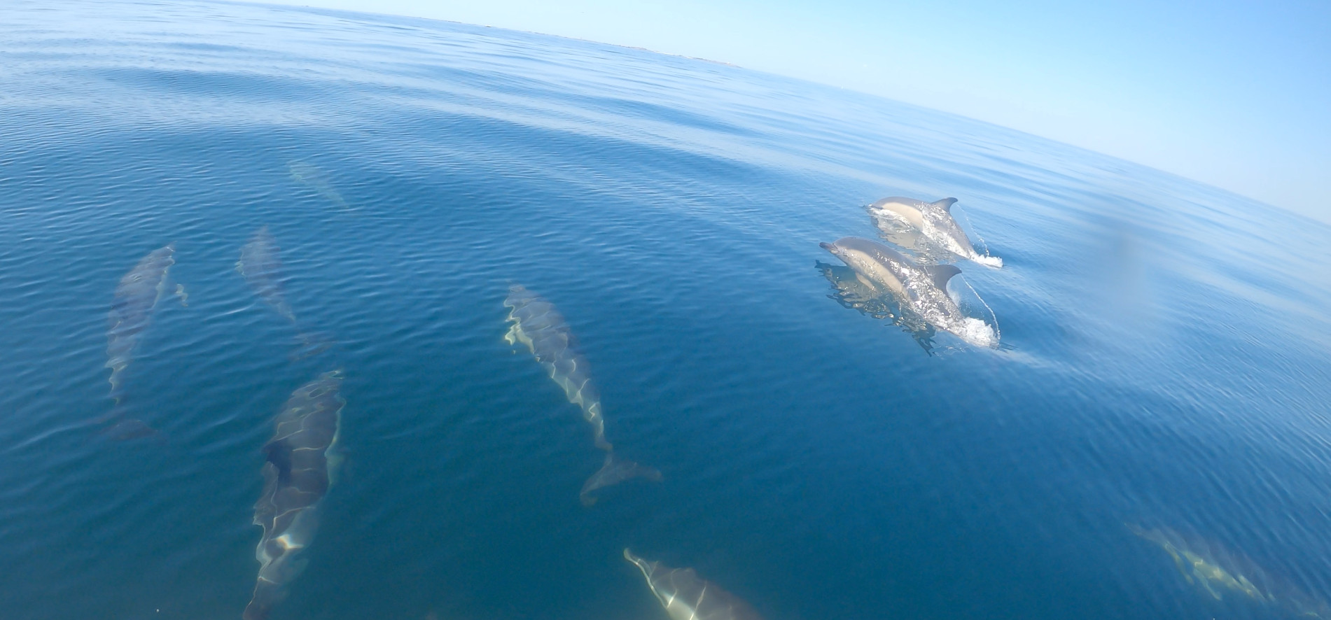 Dauphins