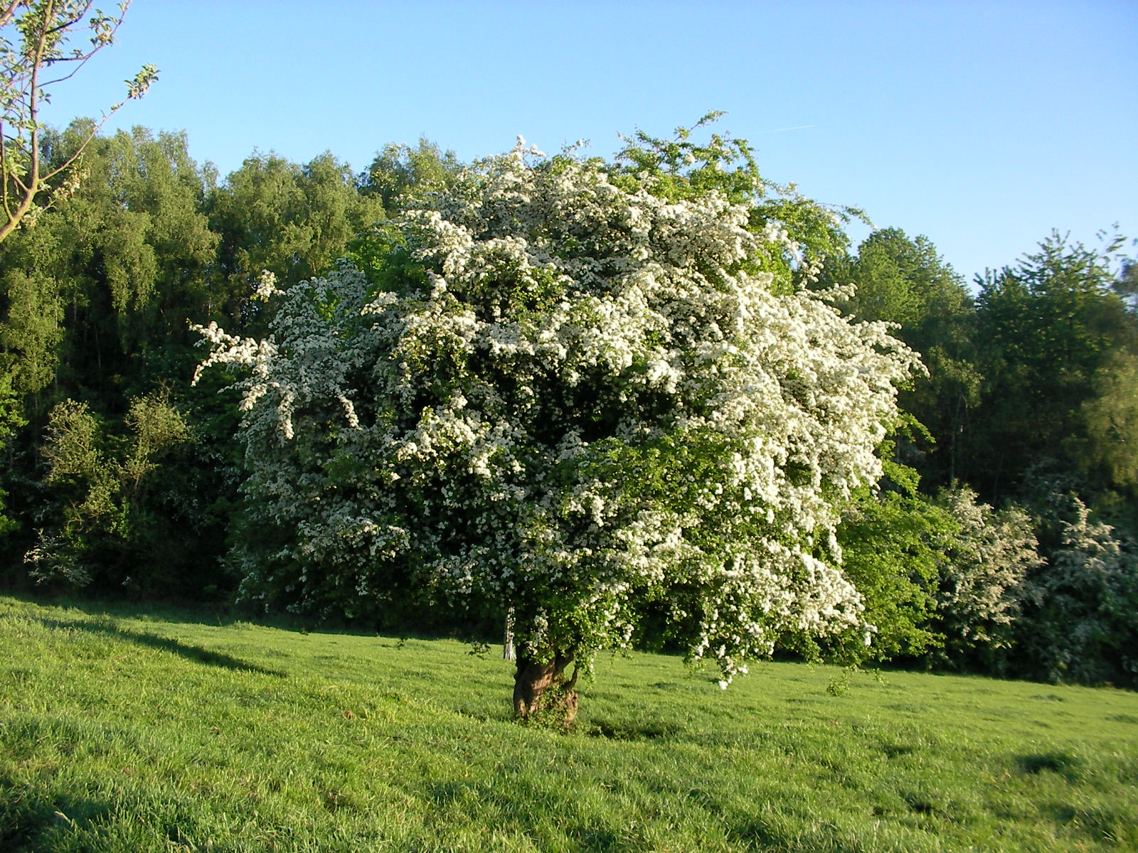 Plantes-009