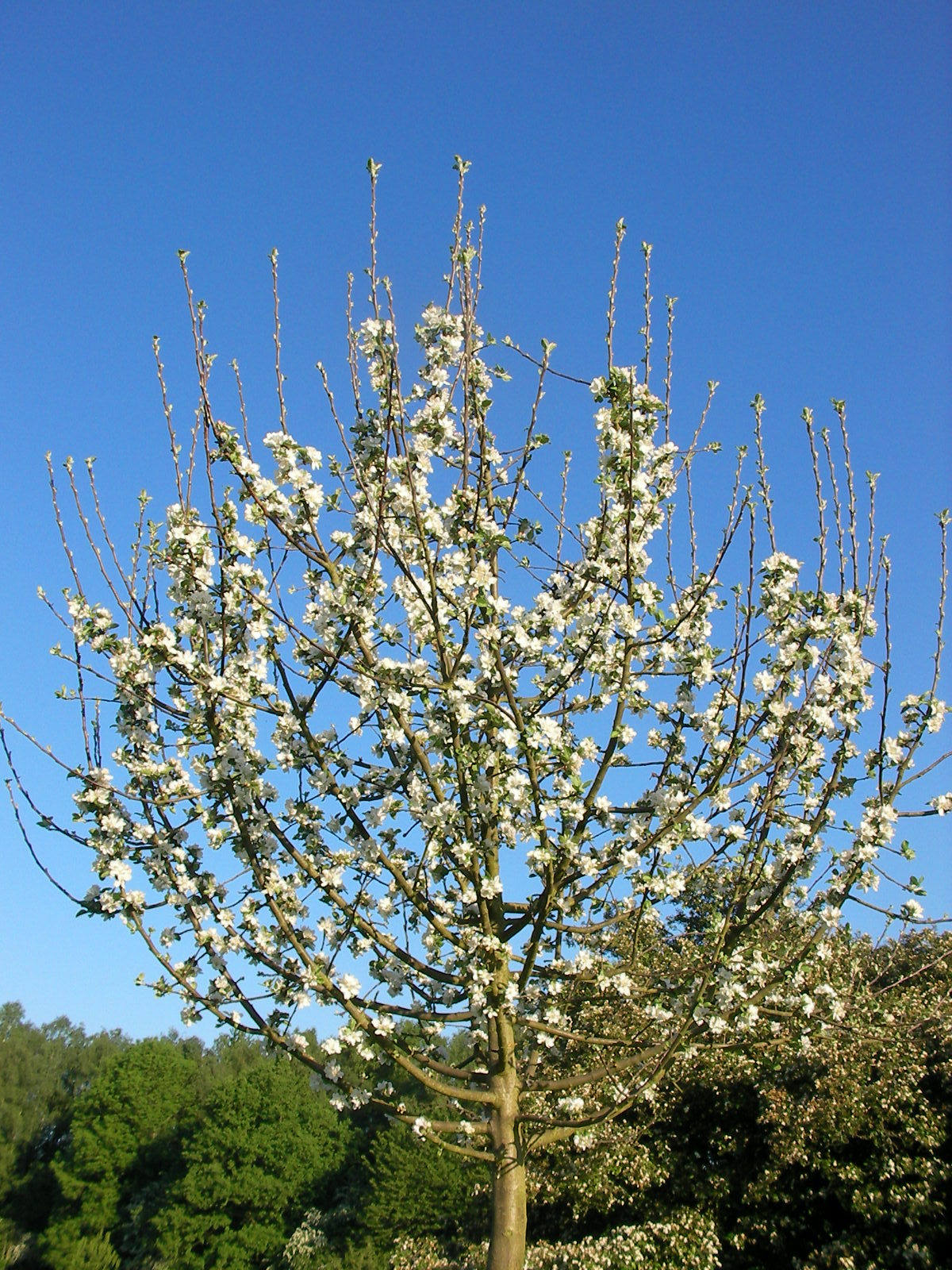 Plantes-011