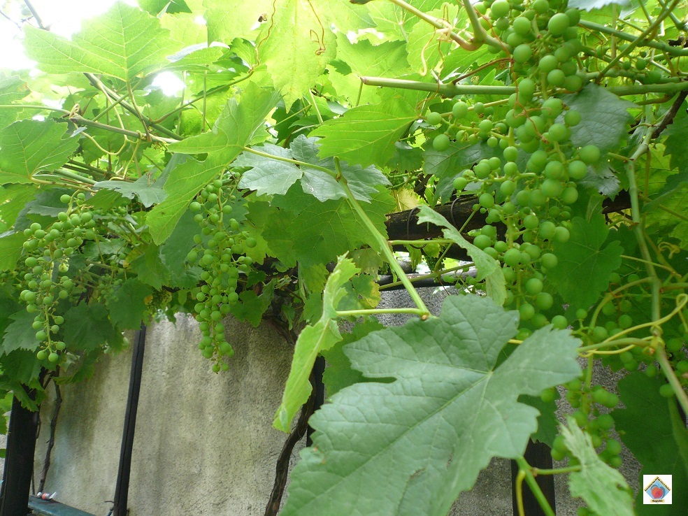 la vigne à Bagnolet