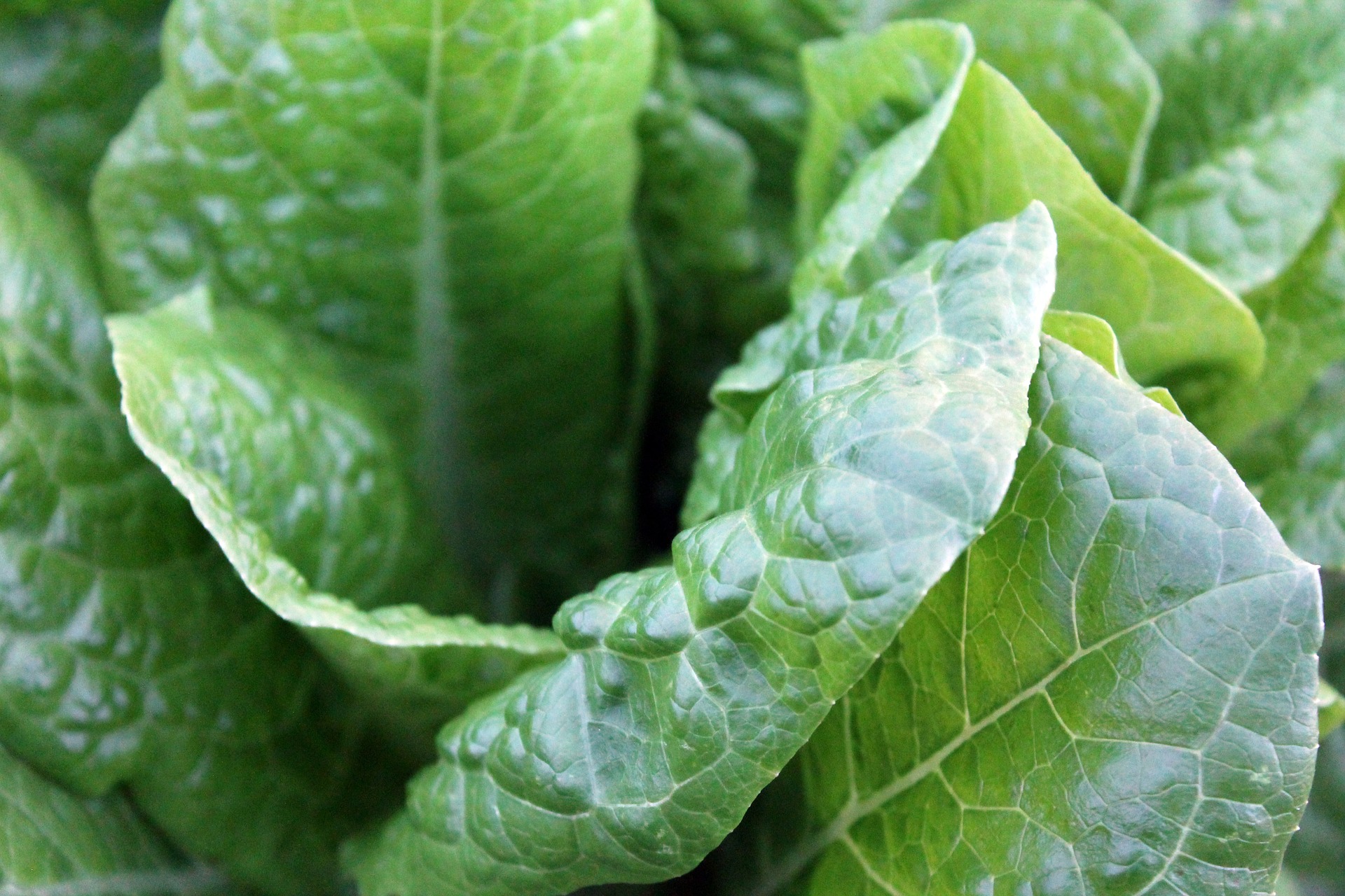 Green-vegetables-1149790 1920