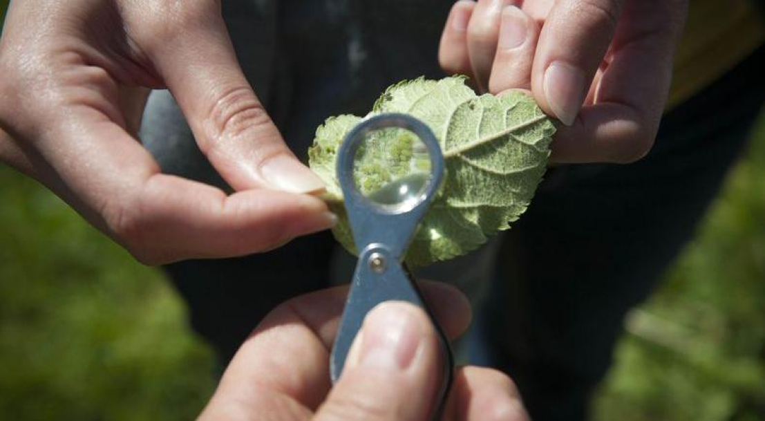 Feuille et insectes ter